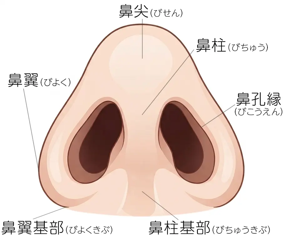 鼻柱下降術の解説イラスト1(AI生成)